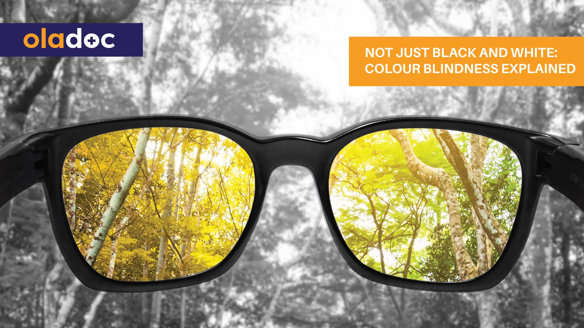 Not Just Black and White Colour Blindness Explained Eyes and Vision