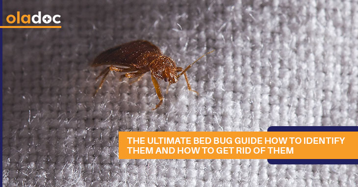 The Ultimate Bed Bug Guide: How To Identify Them And How To Get Rid Of Them?